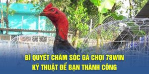 b&iacute; quyết chăm s&oacute;c g&agrave; chọi