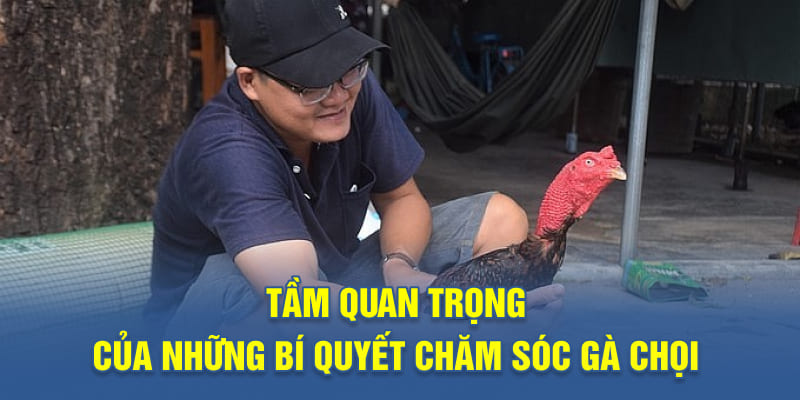 Tầm quan trọng của những bí quyết chăm sóc gà chọi