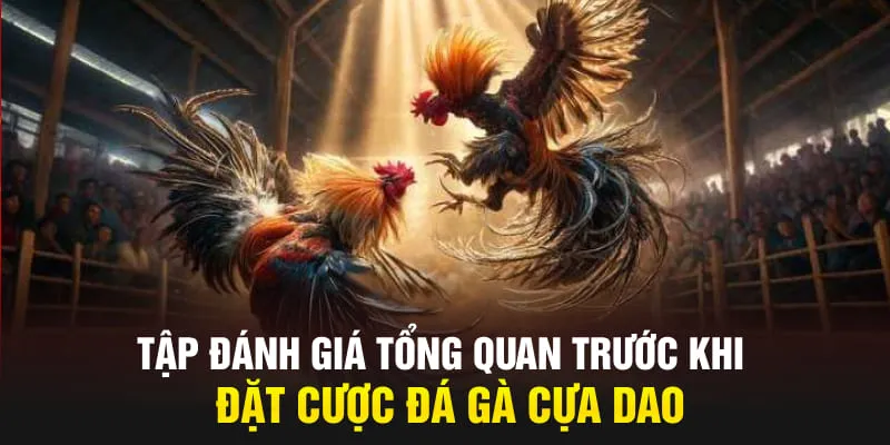 Tập đ&aacute;nh gi&aacute; tổng quan trước khi đặt cược đ&aacute; g&agrave; cựa dao